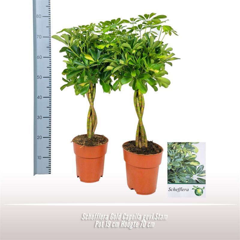 Schefflera Gold Capella gevl.Stam, D 19