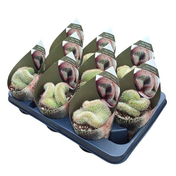 MAMMILLARIA ERNESTII CRESTATA - POT Ø 10,5 WITH POTCOVER (CACTUS), D 10,5