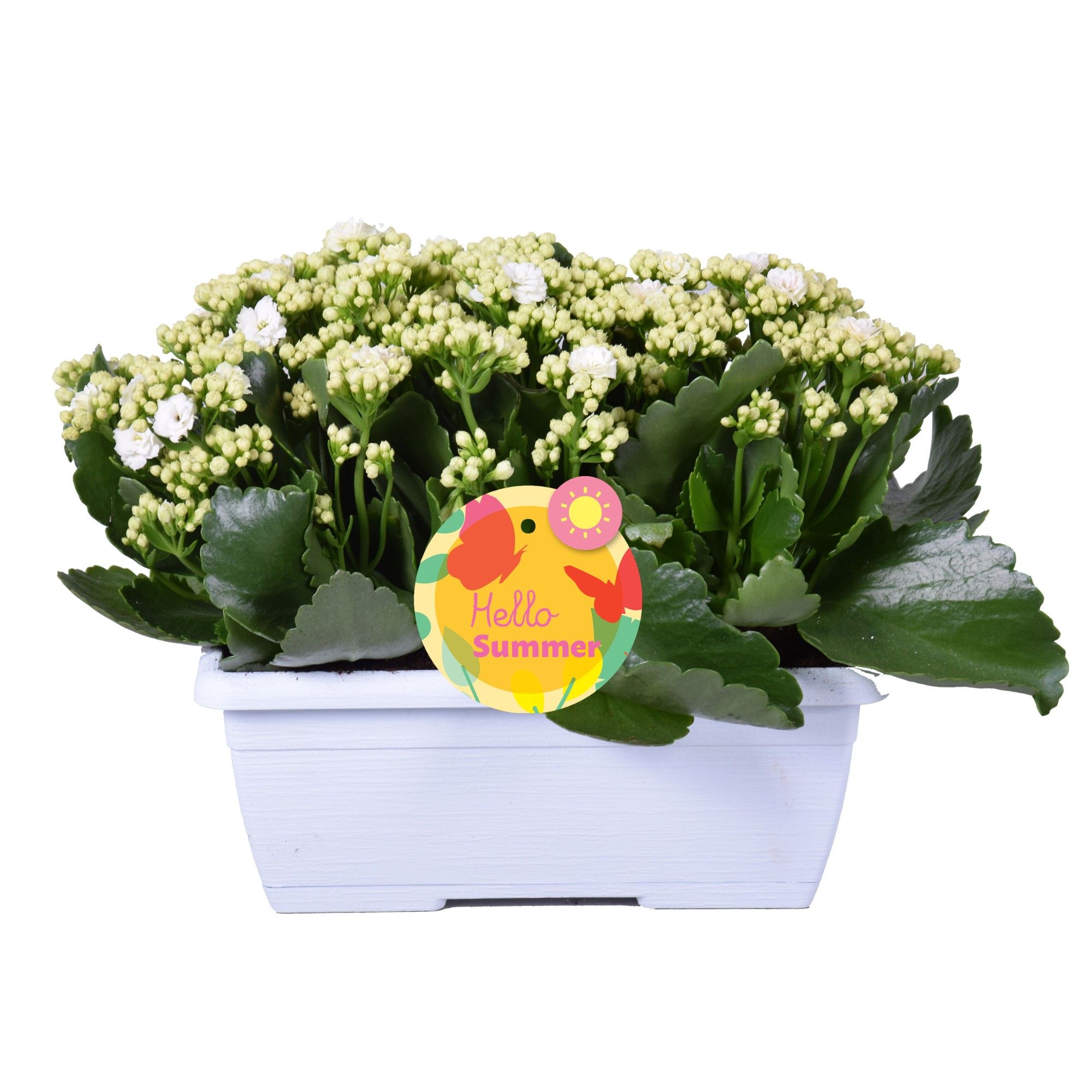 Hello Summer Kalanchoe Blossfeldiana in Duobak Wit, D 25