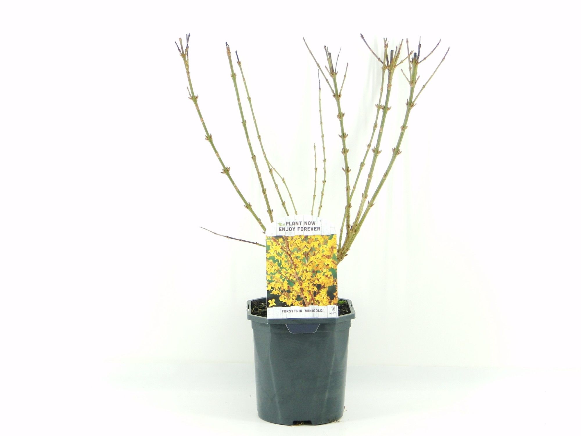 Forsythia int. Minigold, D 17 cm