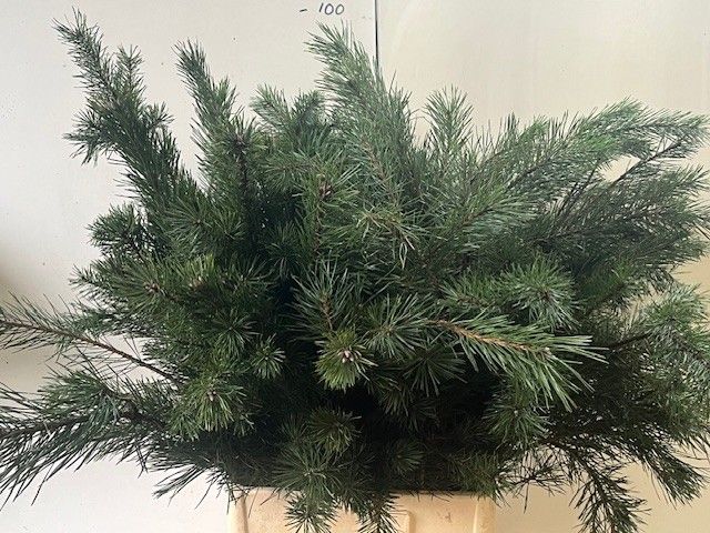 Пинус Аляска 70, шт.