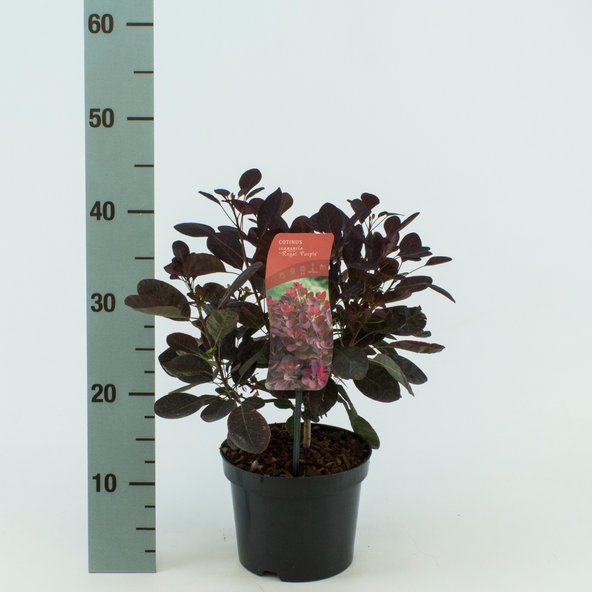 Cotinus coggygria 'Royal Purple', D 17