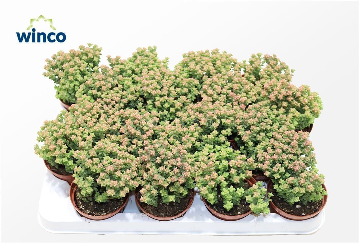 Crassula Tom Thumb, D 8,5