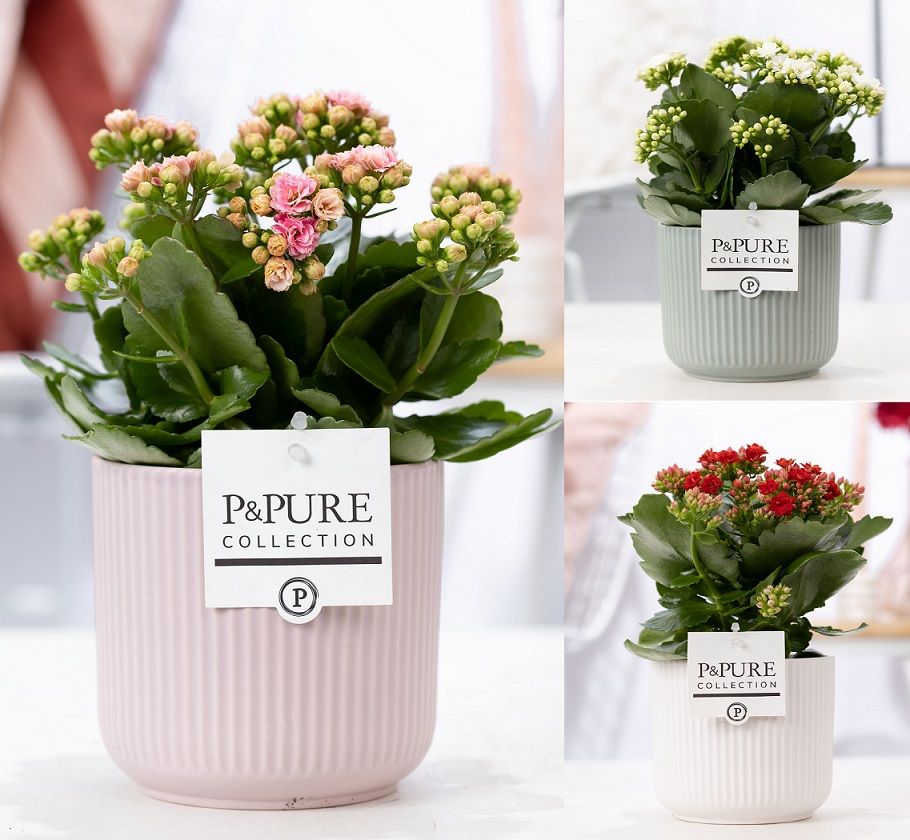 Kalanchoe mix in P&PURE Sophie ceramics ass. 3, D 12 cm Kalanchoe mix in P&PURE Sophie ceramics ass. 3, D 12 cm