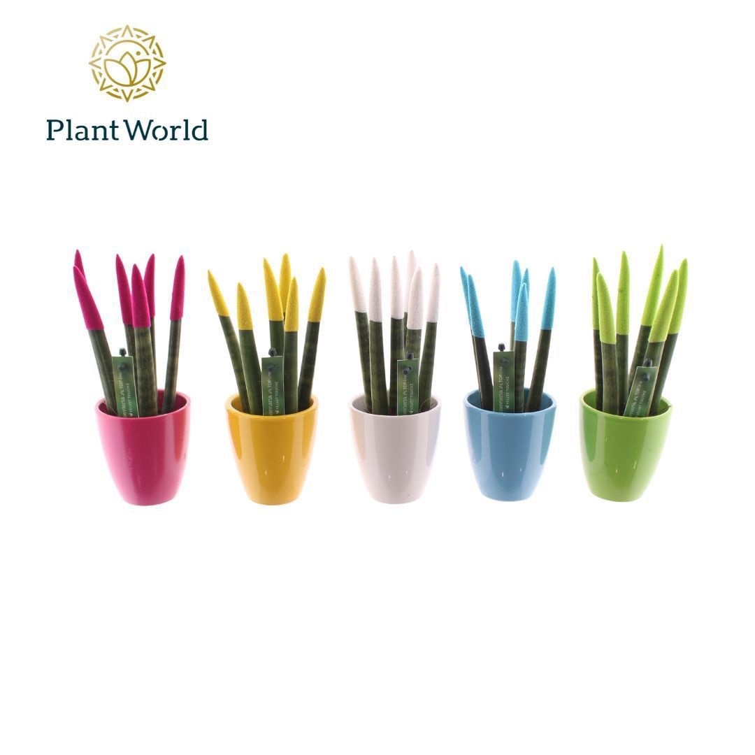 Sansevieria VELVET TOUCHZ® Colourfull Easter mix in keramiek Osaka, D 6