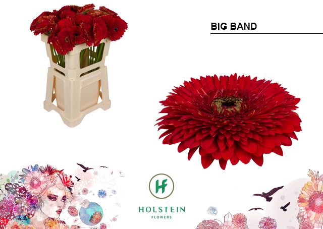 Гербера Помпон Биг Бэнд, шт.