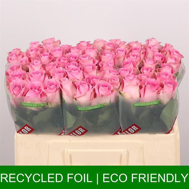 Роза од. Ривайвел 50, шт.