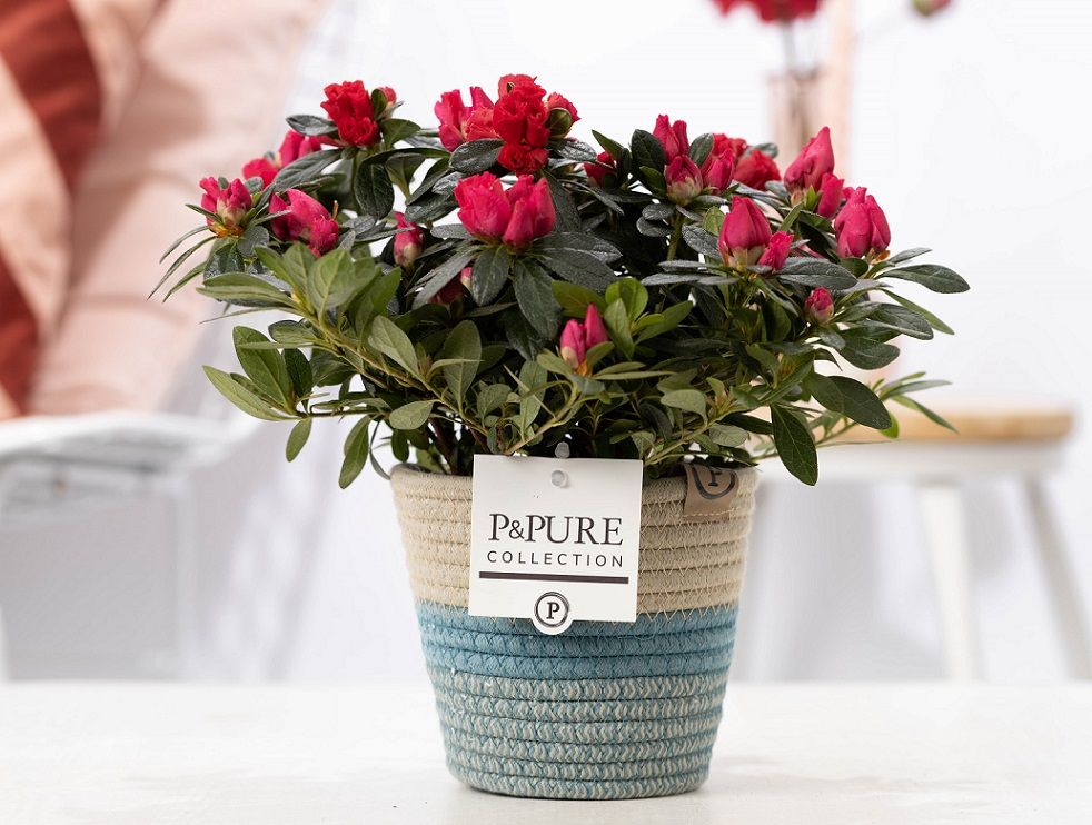 1st class Azalea red in P&PURE Fashionpot Valerie, D 12