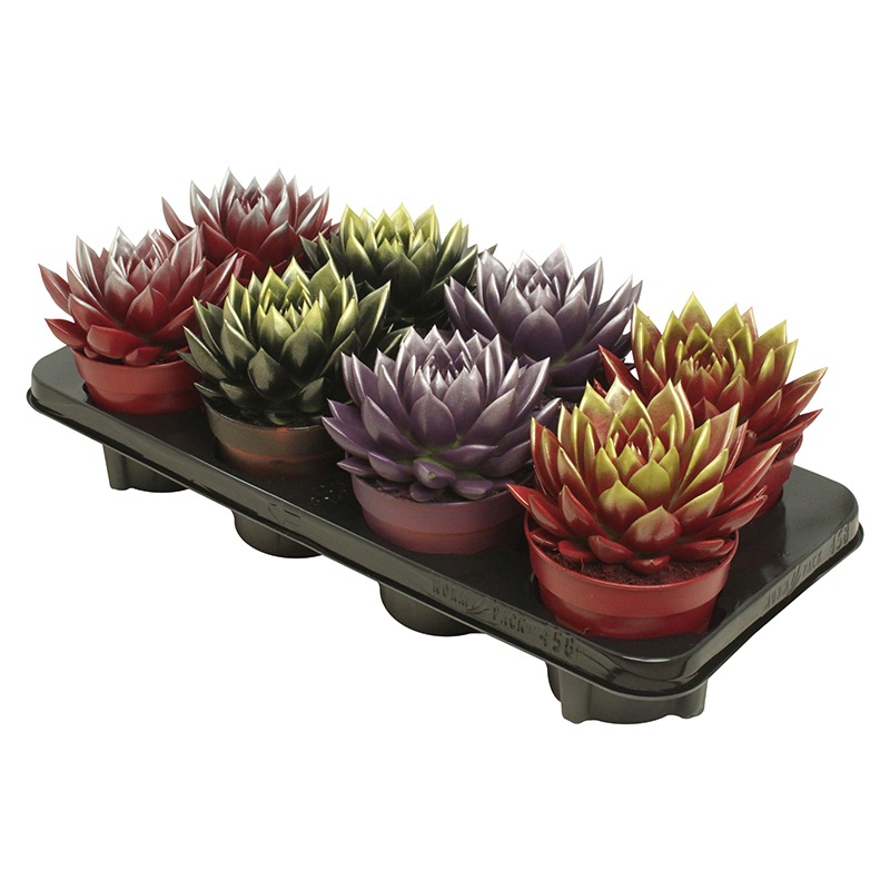 Miranda bicoloured Xmas mix, D 12