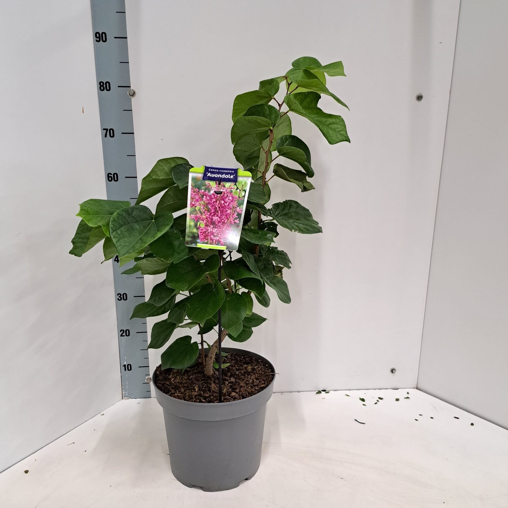 Cercis chinensis 'Avondale', D 26