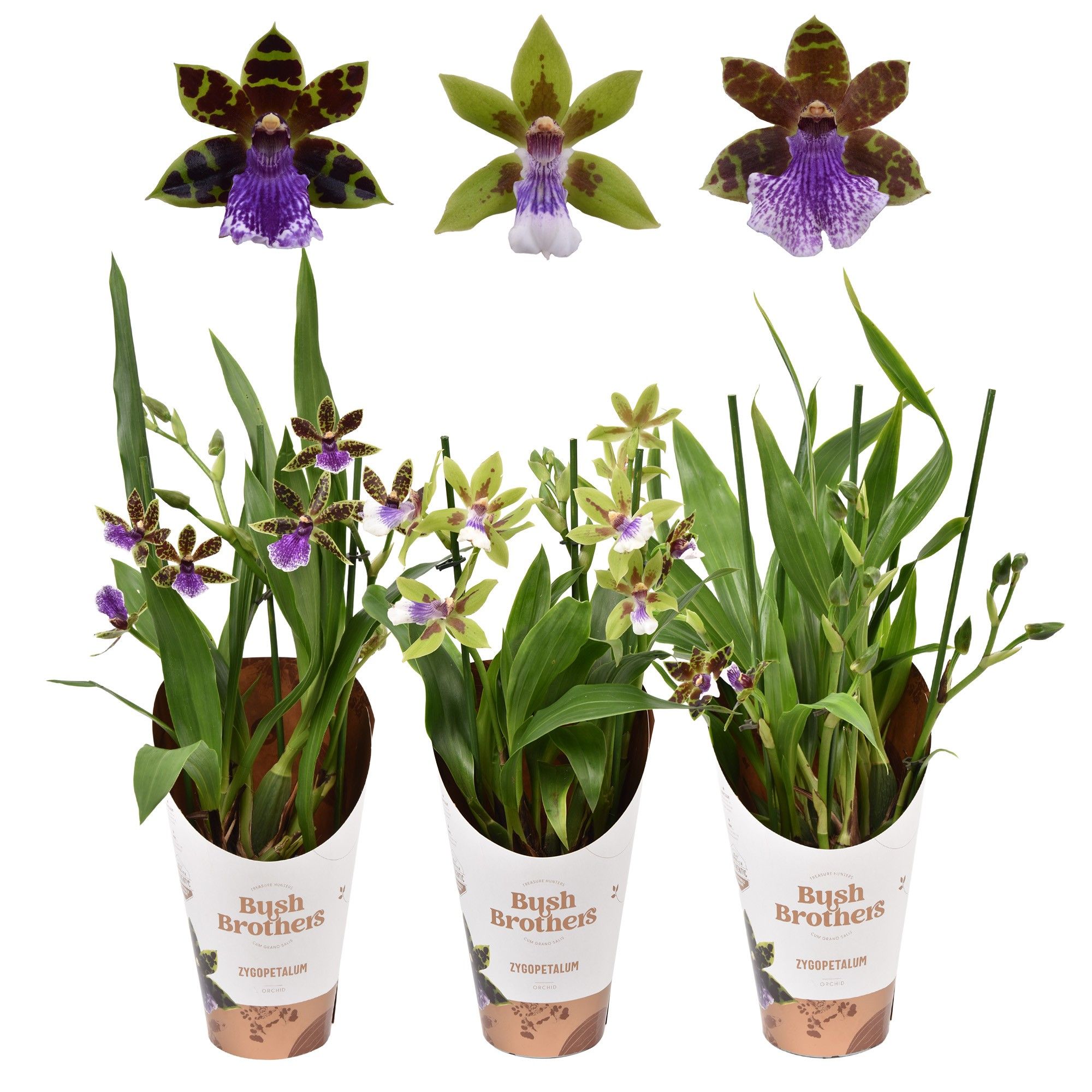 Zygopetalum 3 tak 12 cm, D 12