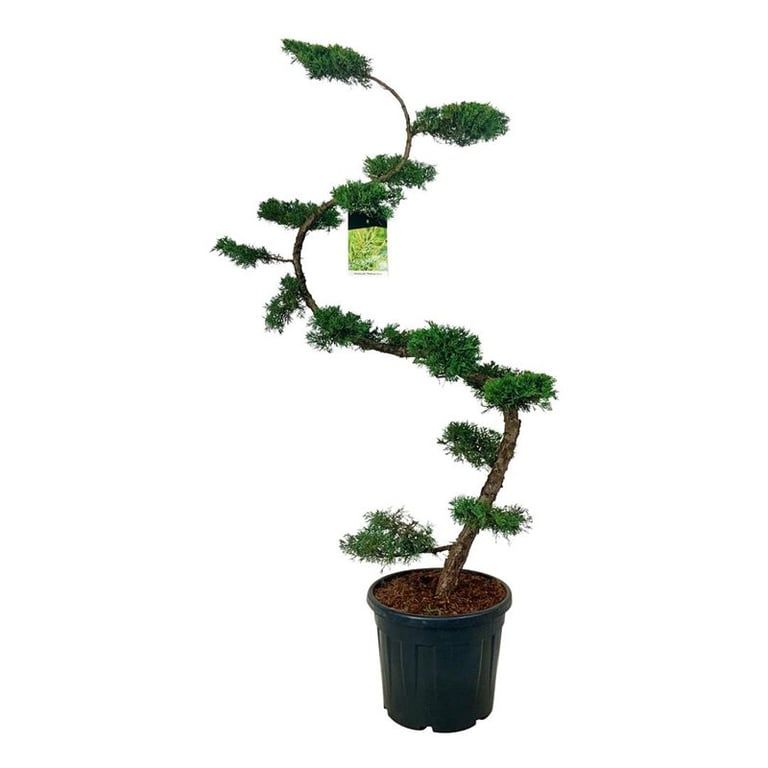 Juniperus pf. 'Pfitzeriana Aurea', D 50 cm