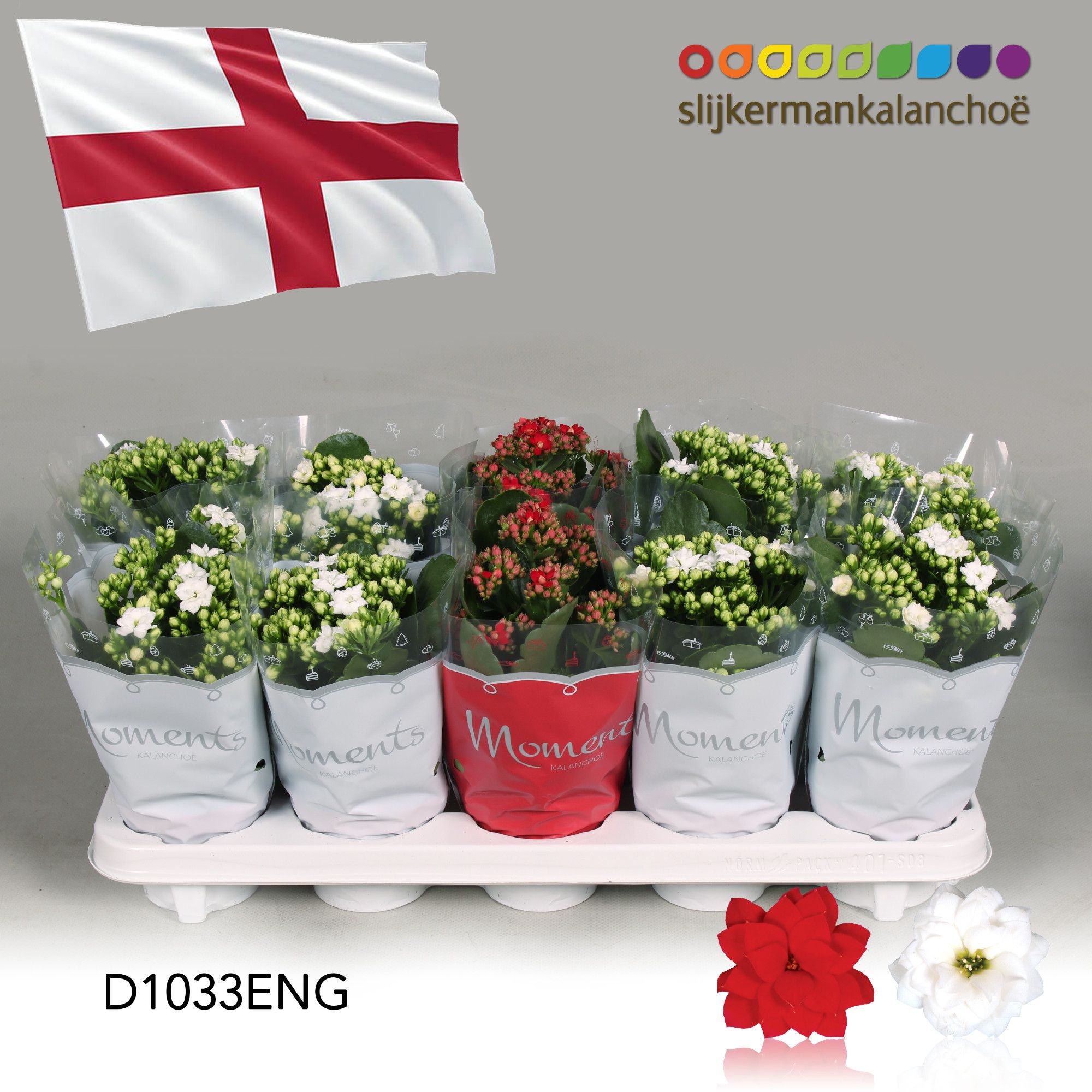 Kalanchoe Moments - England flag, D 10,5