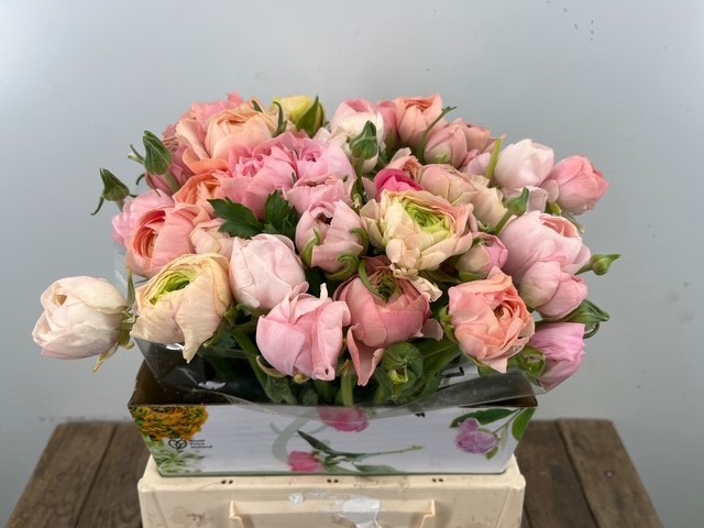 Ранункулус Элеганс Салмон 45, шт.