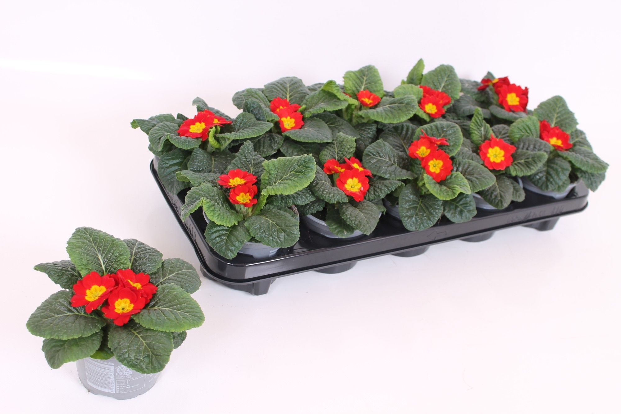 Primula Acaulis P10.5 - Red, D 10 cm