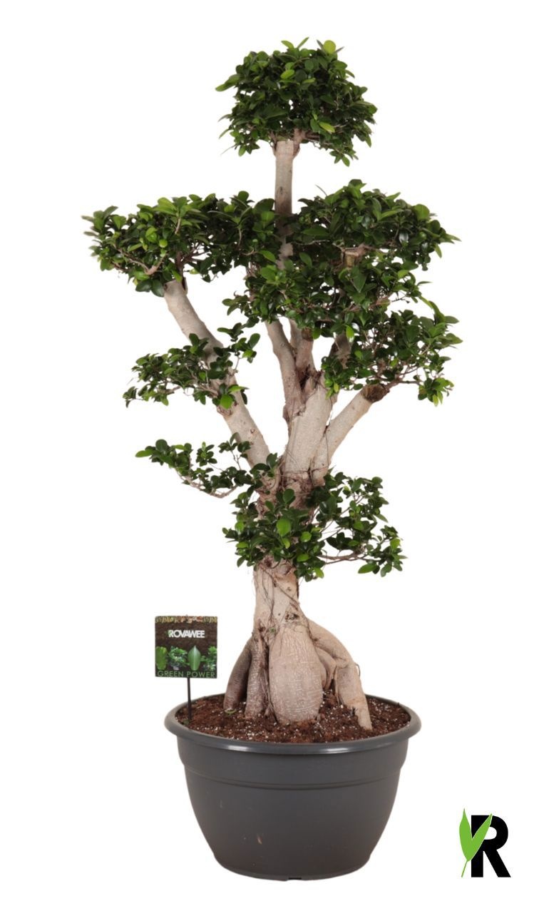 Ficus micr. Ginseng branched in sierpot, D 45