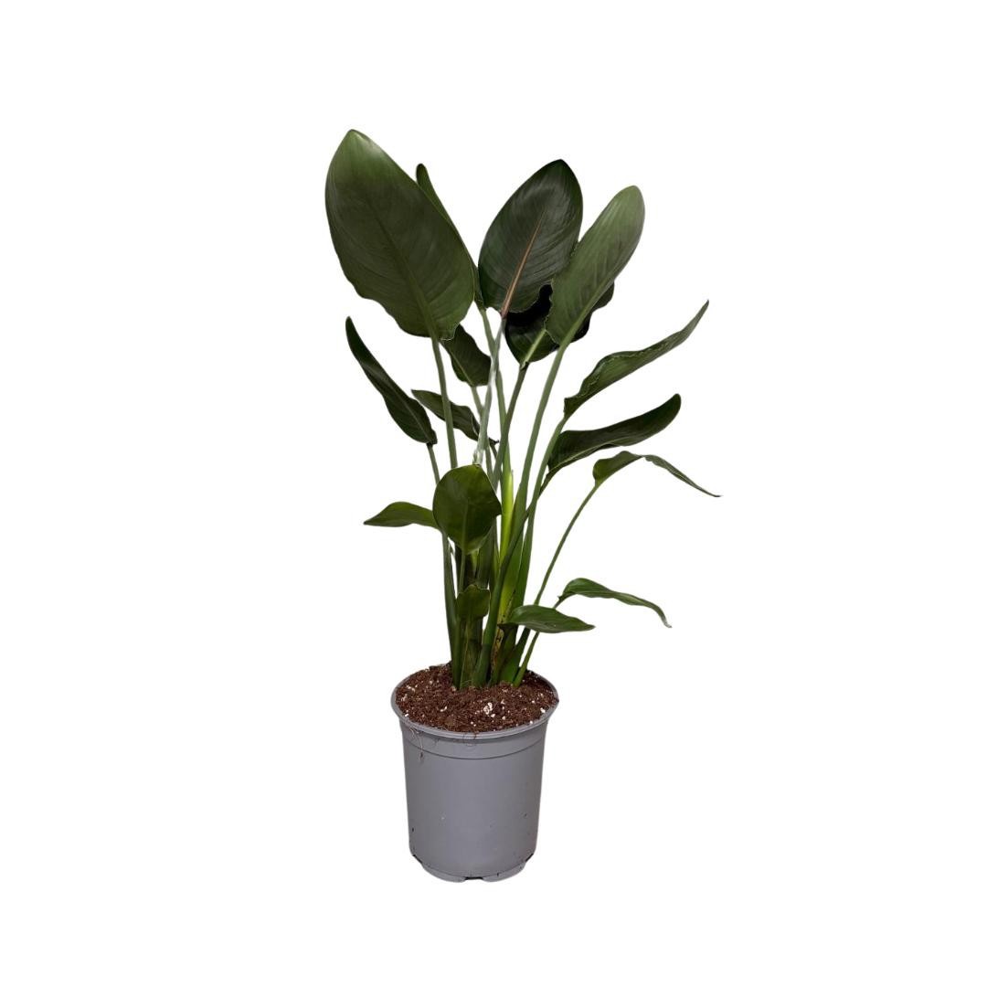 Strelizia Reginea 19cm 2pp, D 19