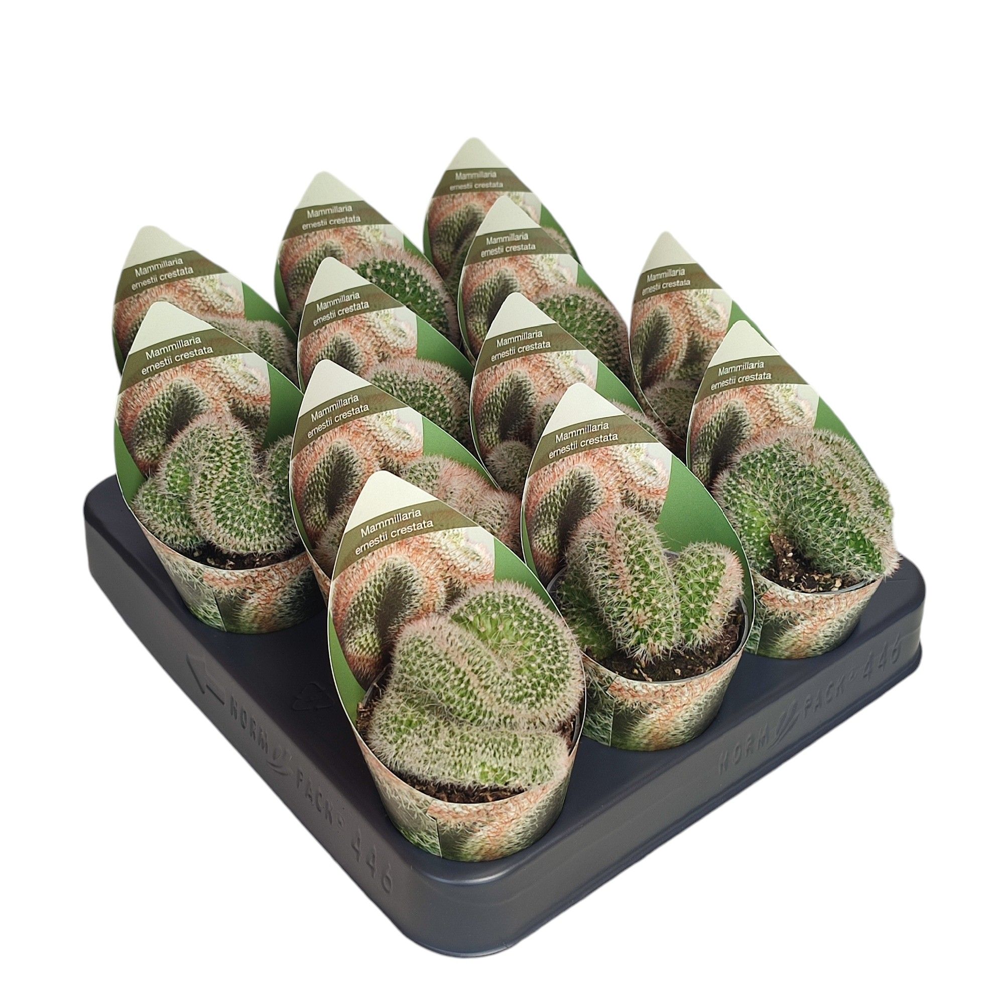 MAMMILLARIA ERNESTII CRESTATA - POT Ø 6,5 WITH POTCOVER (CACTUS), D 6,5