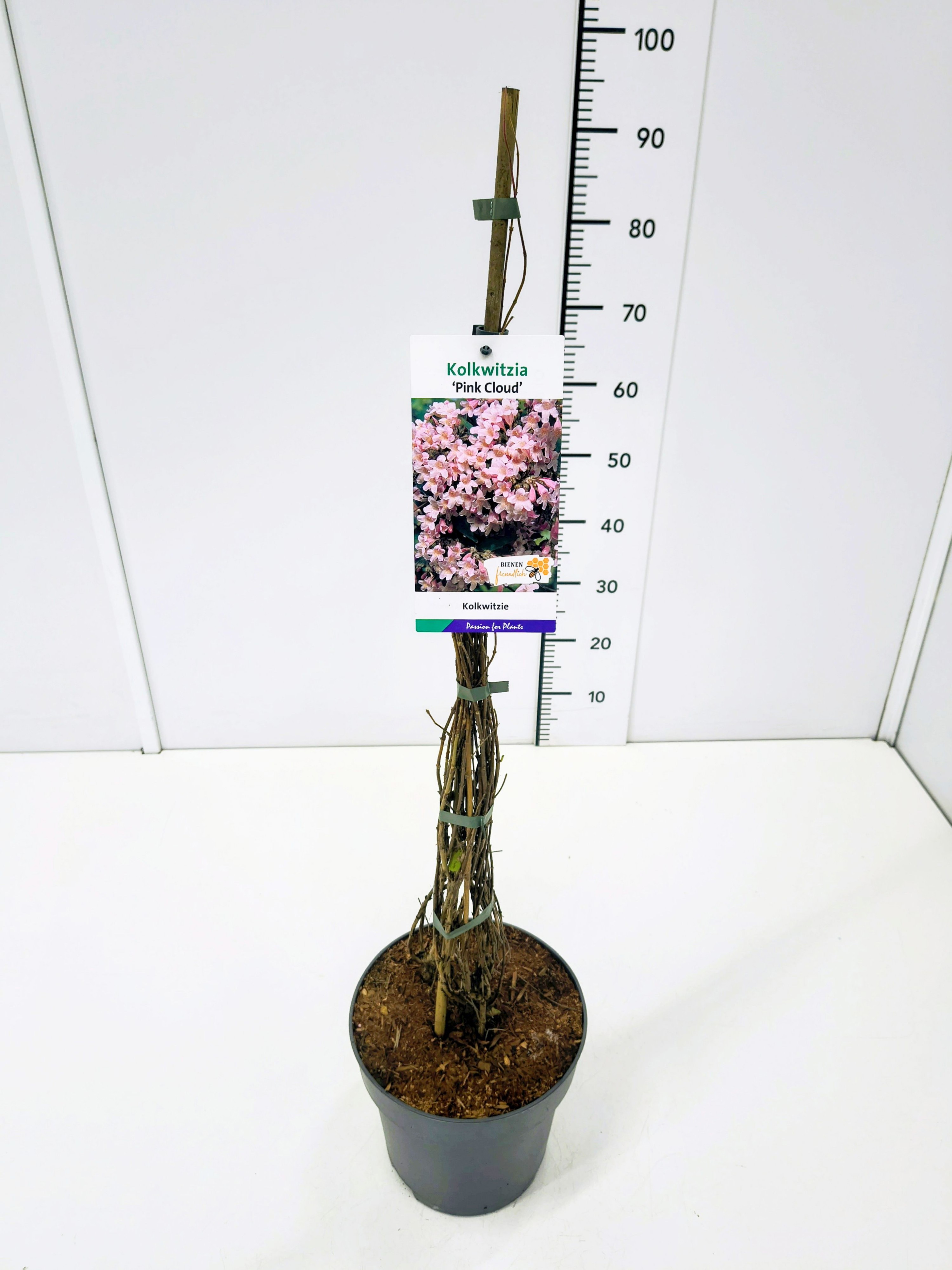 Kolkwitzia amabilis 'Pink Cloud' 60-80C5, D 23