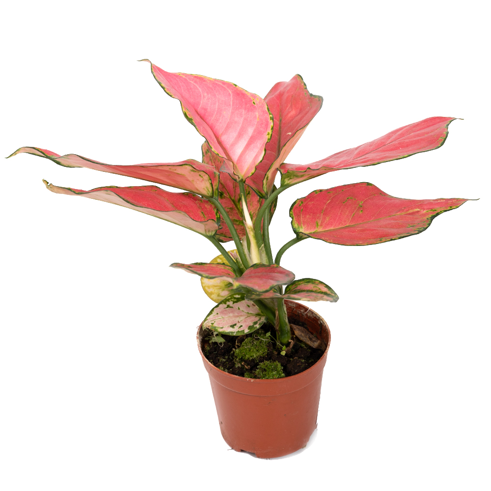 Аглаонема пинк стар 10 25 (предзаказ)