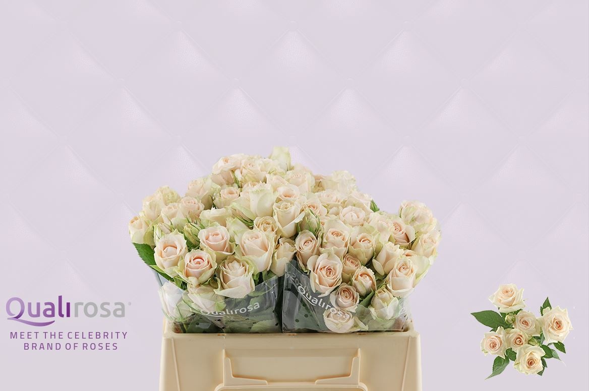 Роза куст. Супер Баблз 35, шт. Роза куст. Супер Баблз 35, шт.