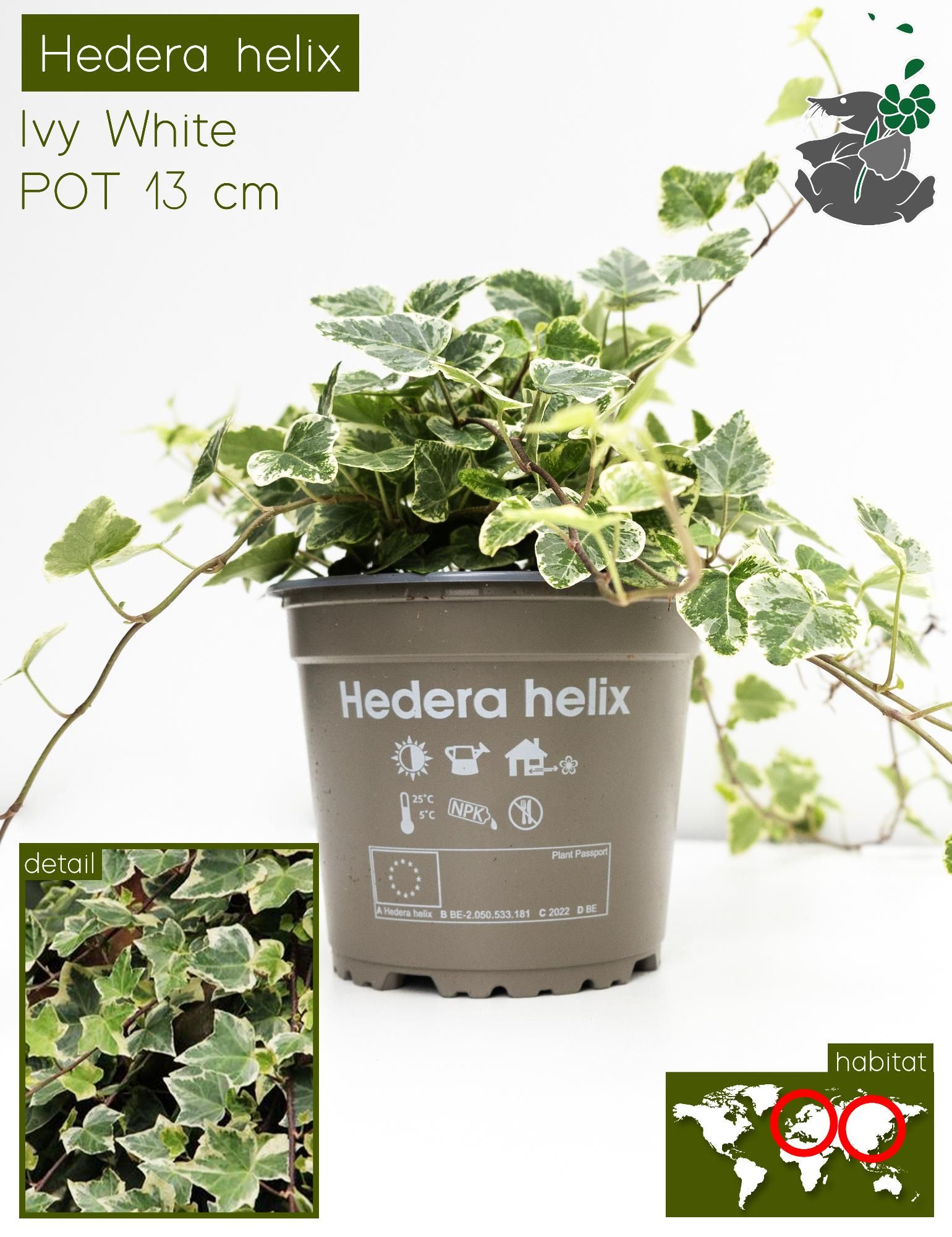 Hedera Helix White P13, D 13