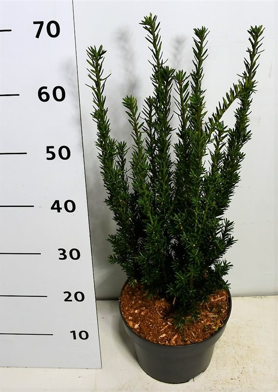 Taxus media 'Hillii', D 23