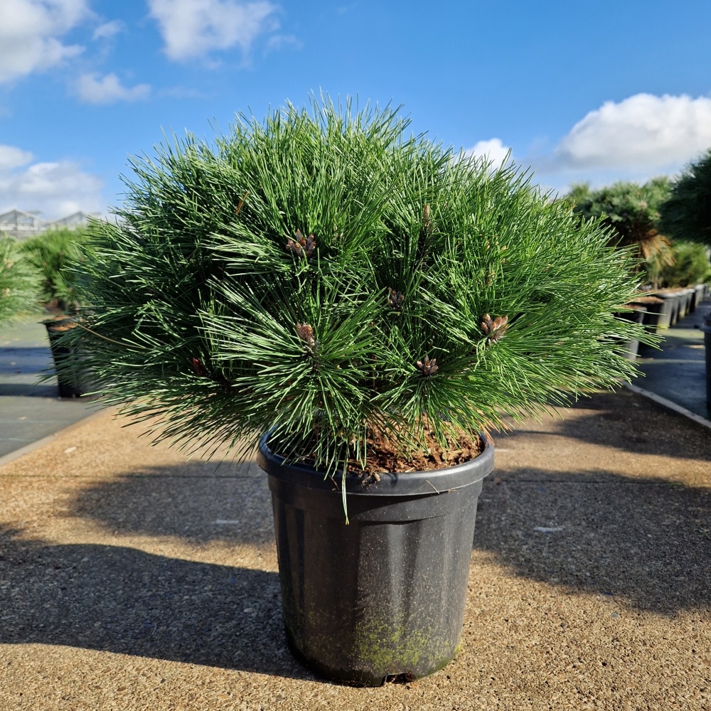 Pinus nigra 'Brepo'®, D 32 cm