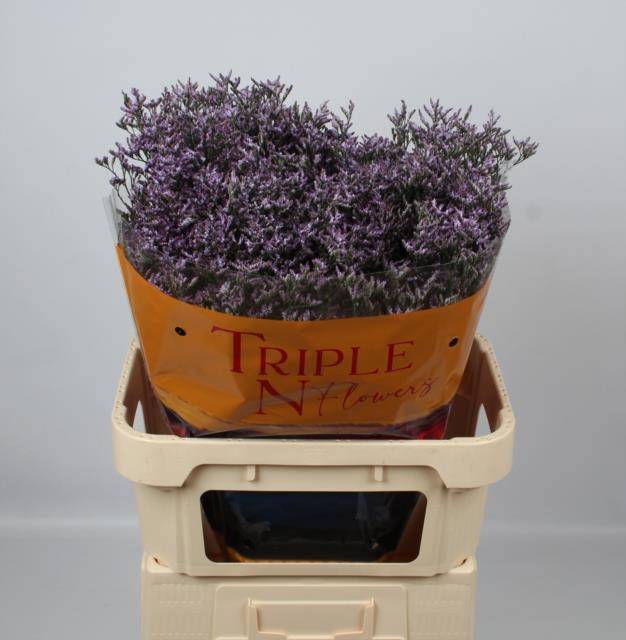 Лимониум Сафора Лилак 80, шт.