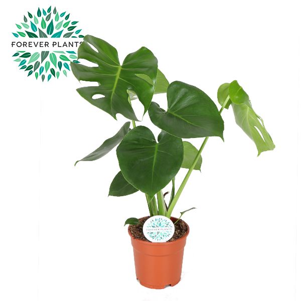 Monstera Deliciosa PEAT FREE p17, D 17