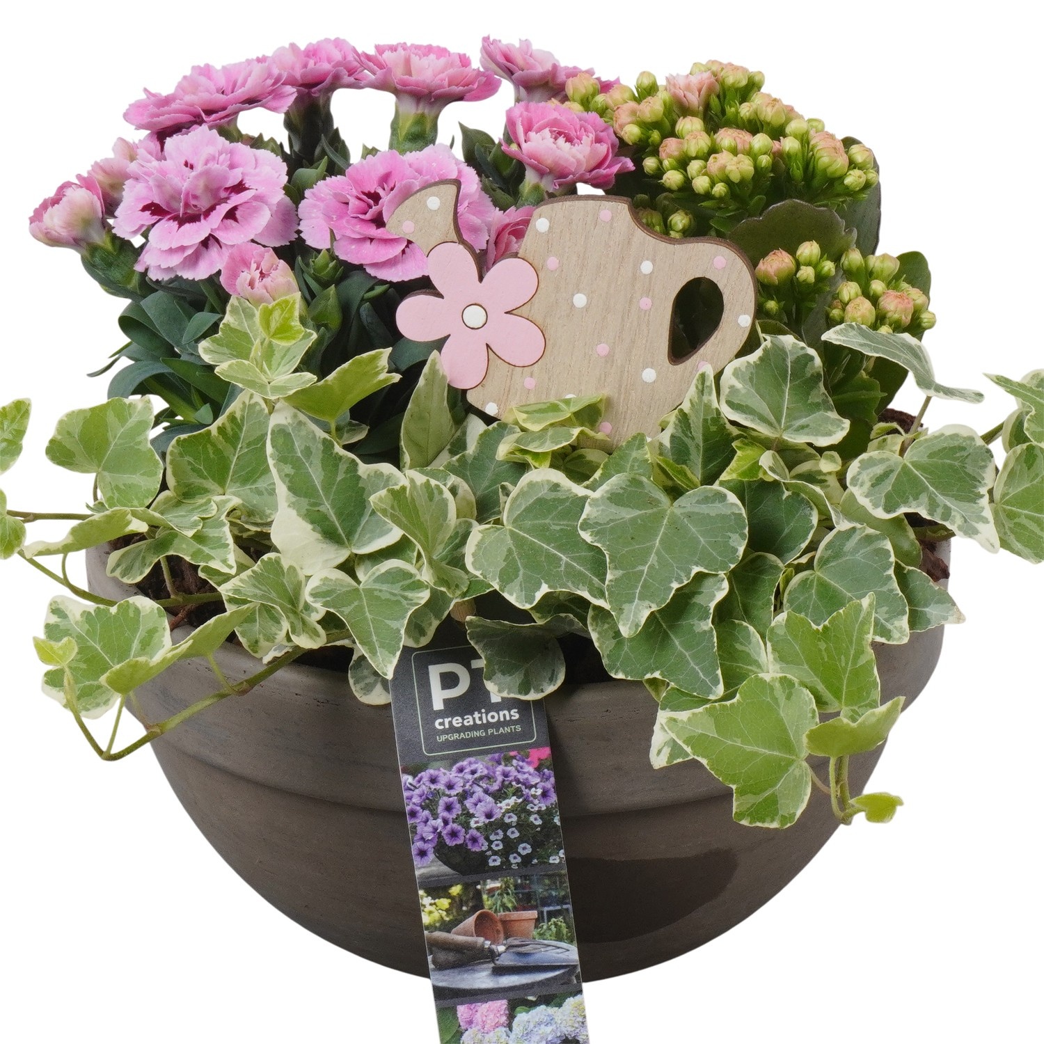 PTPP6929 Arrangement Patio in terracotta schaal, D 19