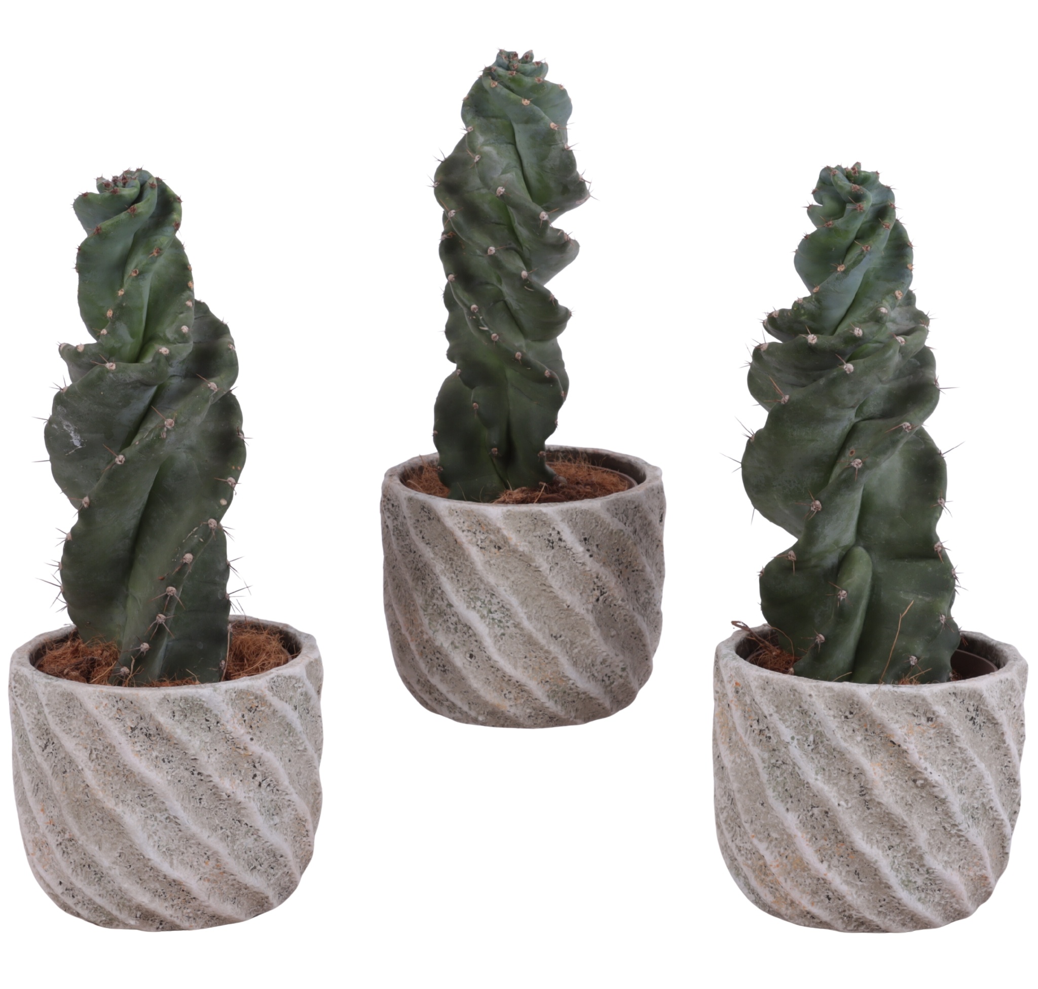 Cactus Cereus Spiralis Ø12cm in Ø15cm Ceramic NT668, D 15