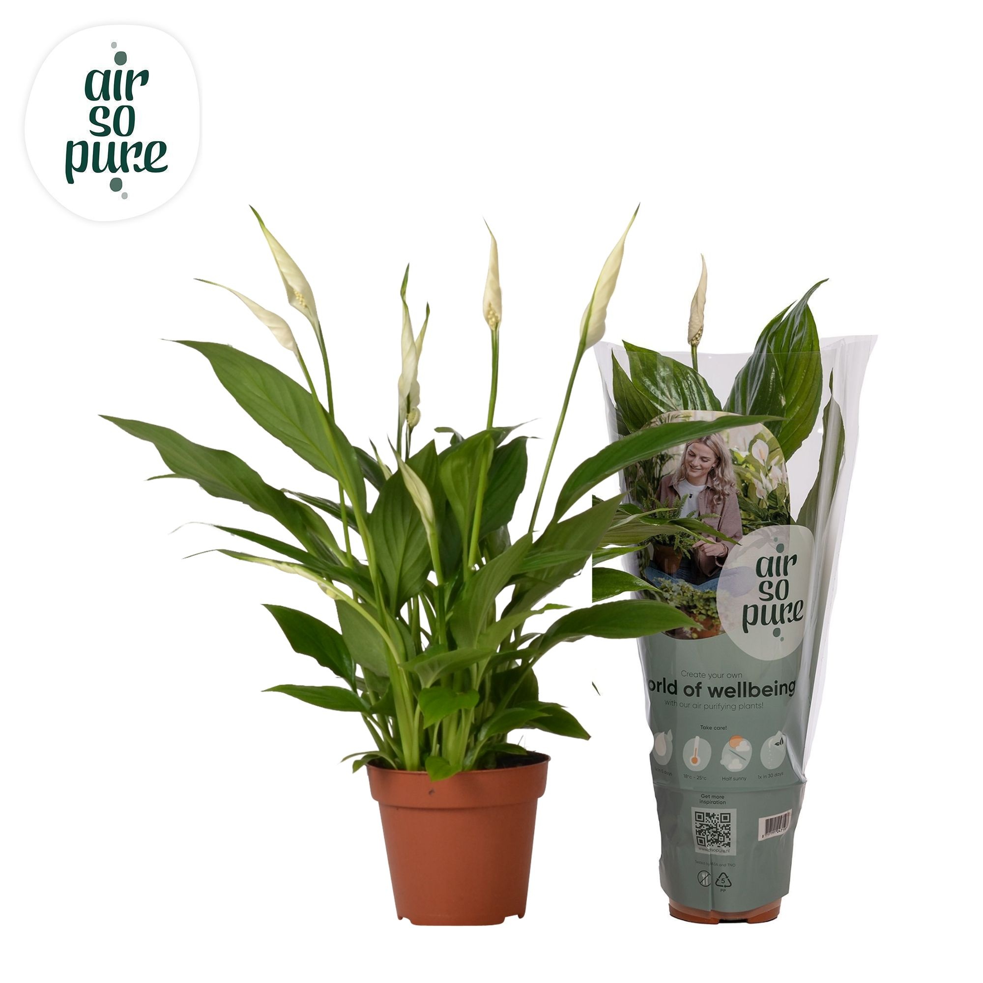 Spathiphyllum 12 cm Torelli Air So Pure, D 12 cm
