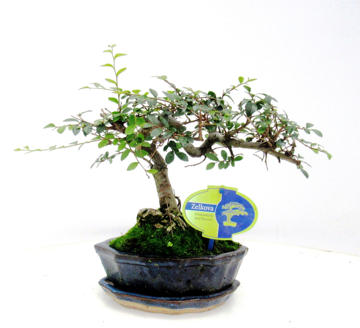 Zelkova parvifolia, 15cm., shape, with driptray, D 16