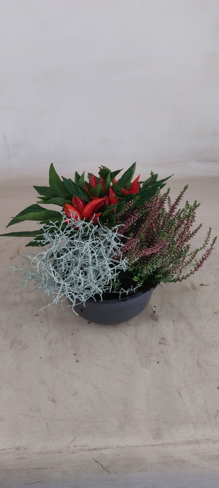 Hello Autumn "Capsicum", D 19 cm