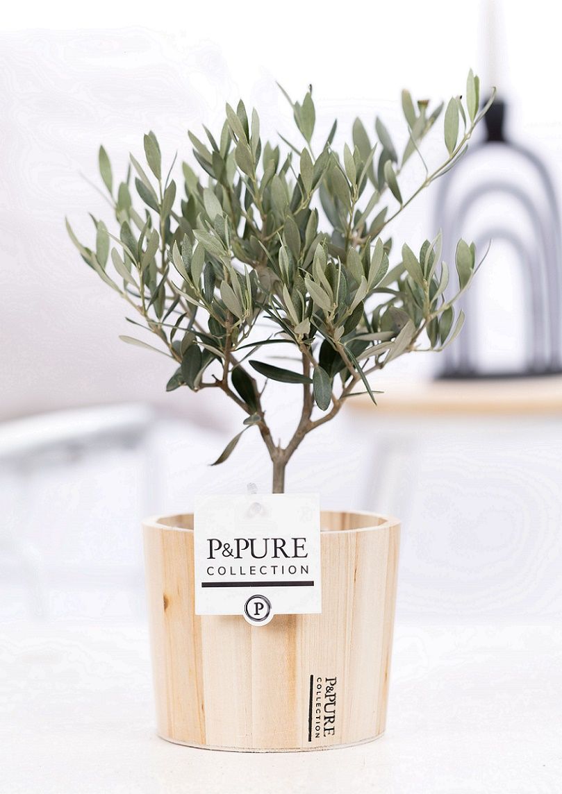 Olea Europaea in P&PURE Wood 5, D 12