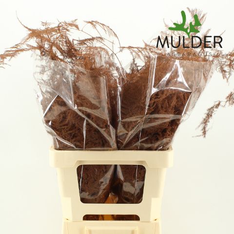 Аспарагус Овериг Крашеный (краш. ) 65, шт.