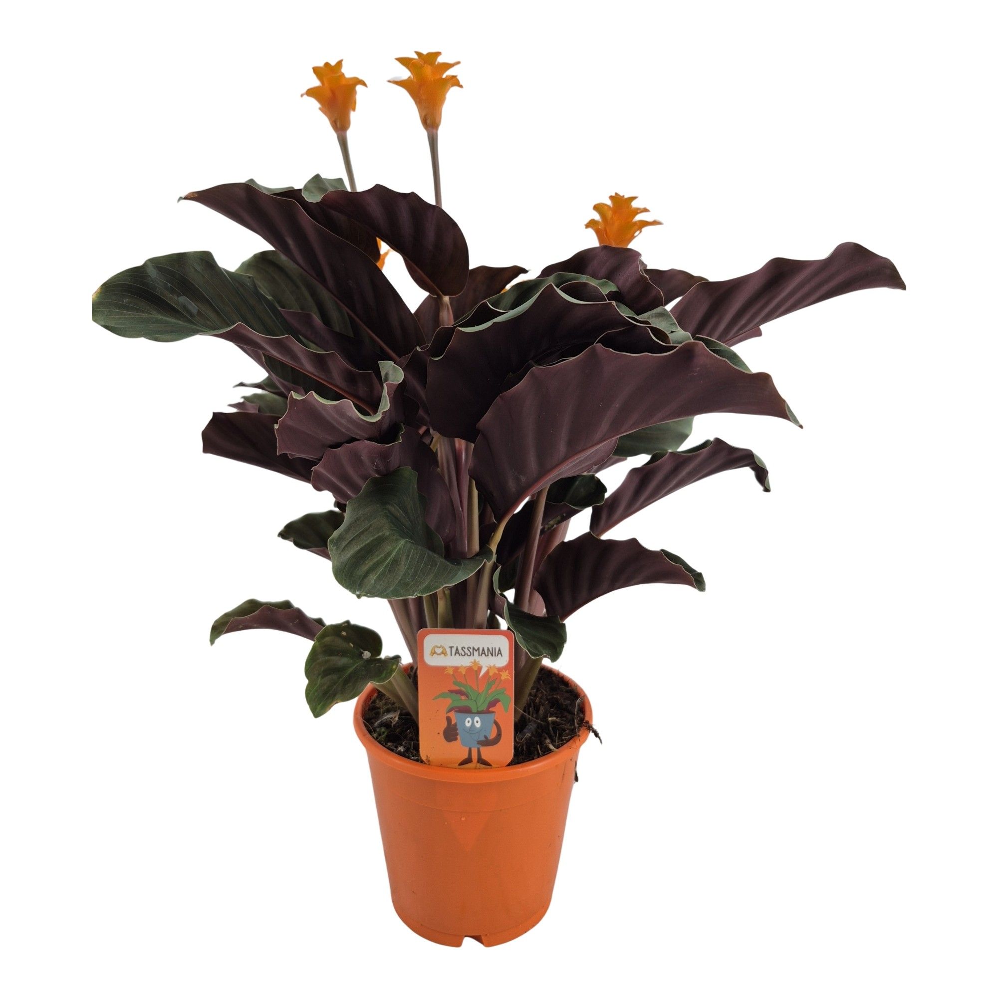 Calathea crocata 'Tassmania' 3-4 bl in oranje pot, D 14