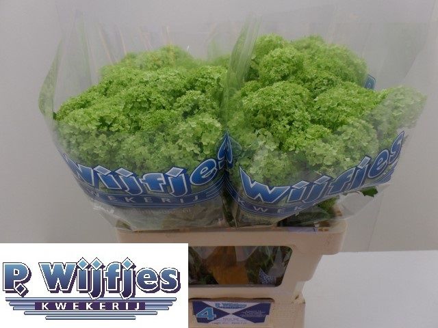 Вибурнум Розеум 60 (зел.), шт.