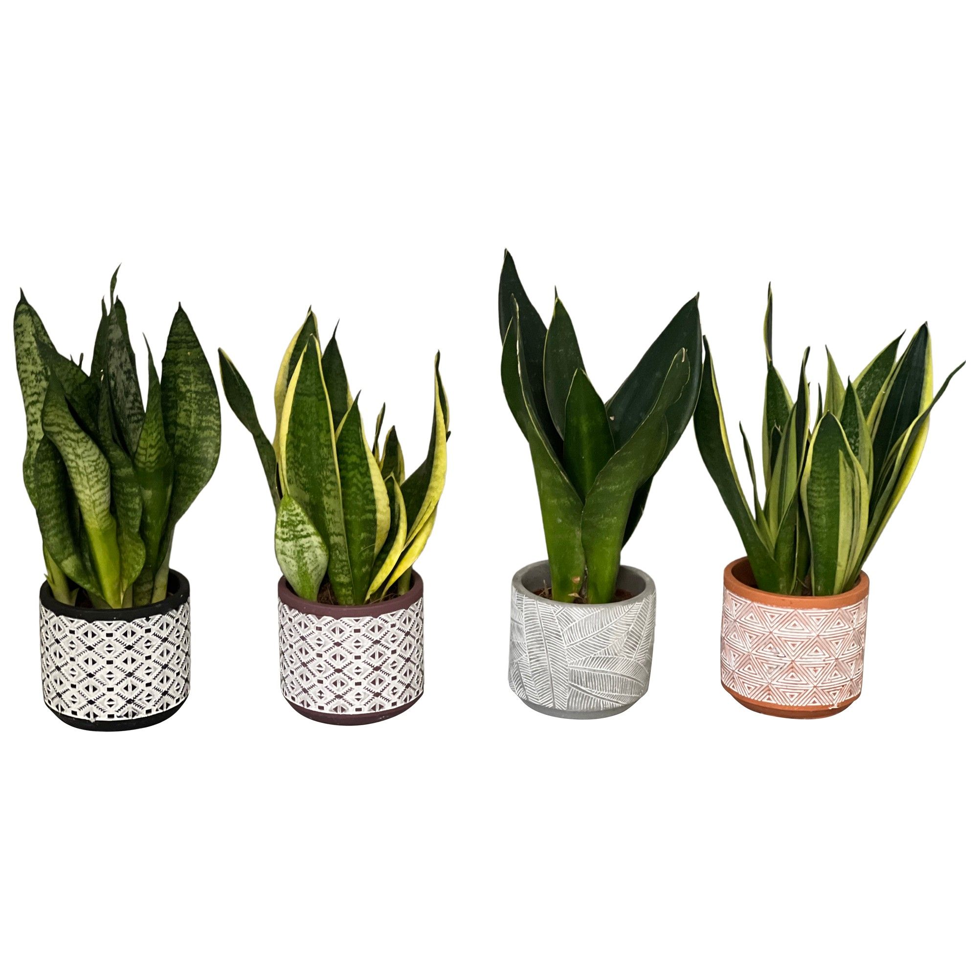 Sansevieria mix 4 soorten in maya pot, D 9