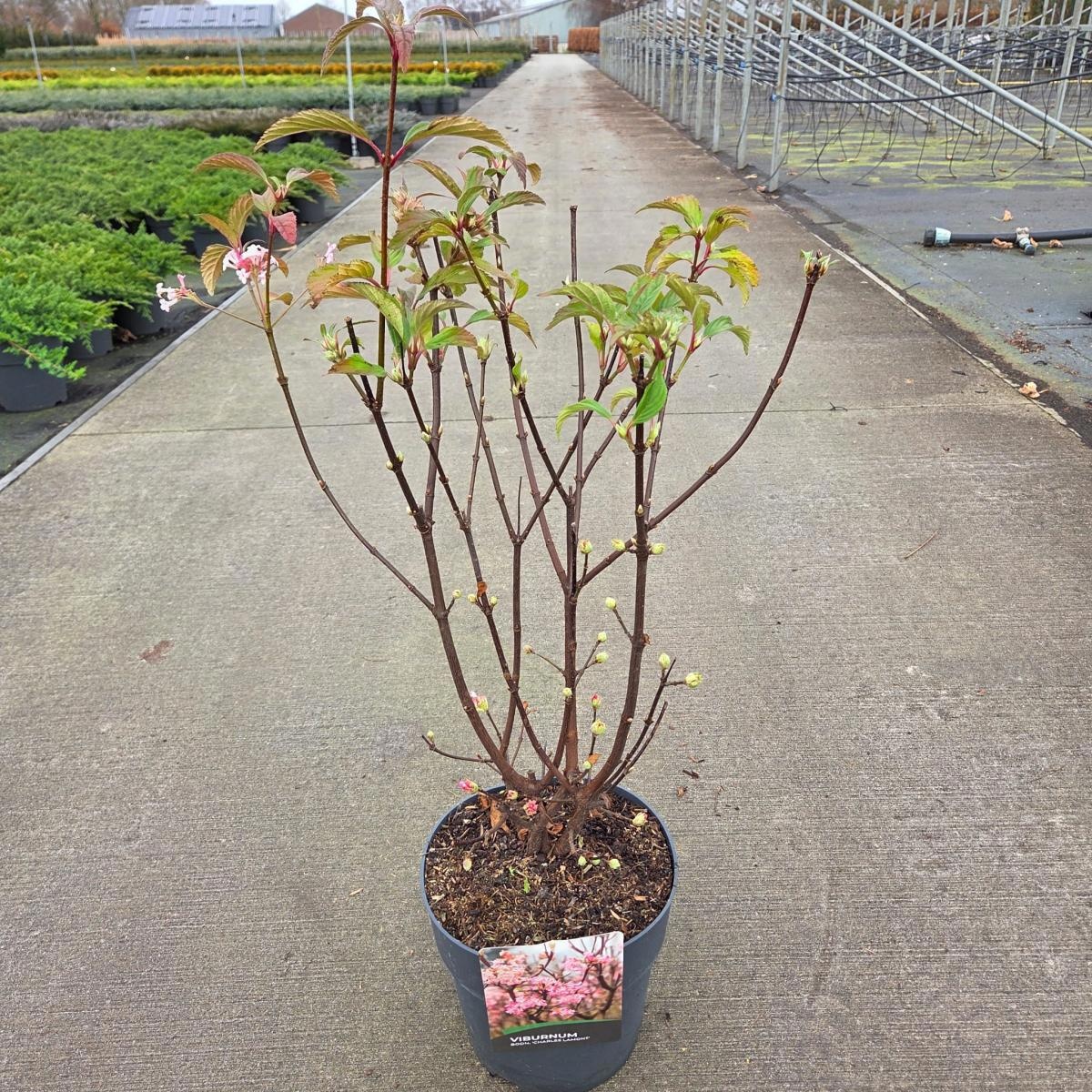 Viburnum bodn. 'Charles Lamont', D 29