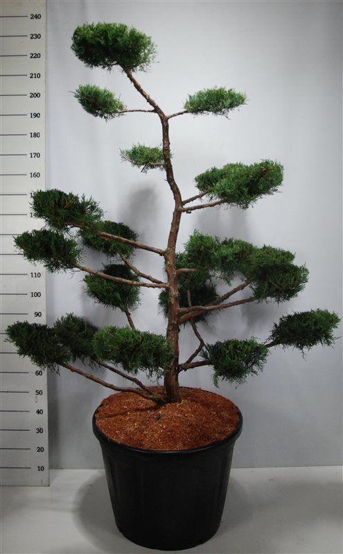 Juniperus virg. 'Grey Owl', D 65