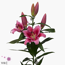 Лилия Далиан 95, шт.