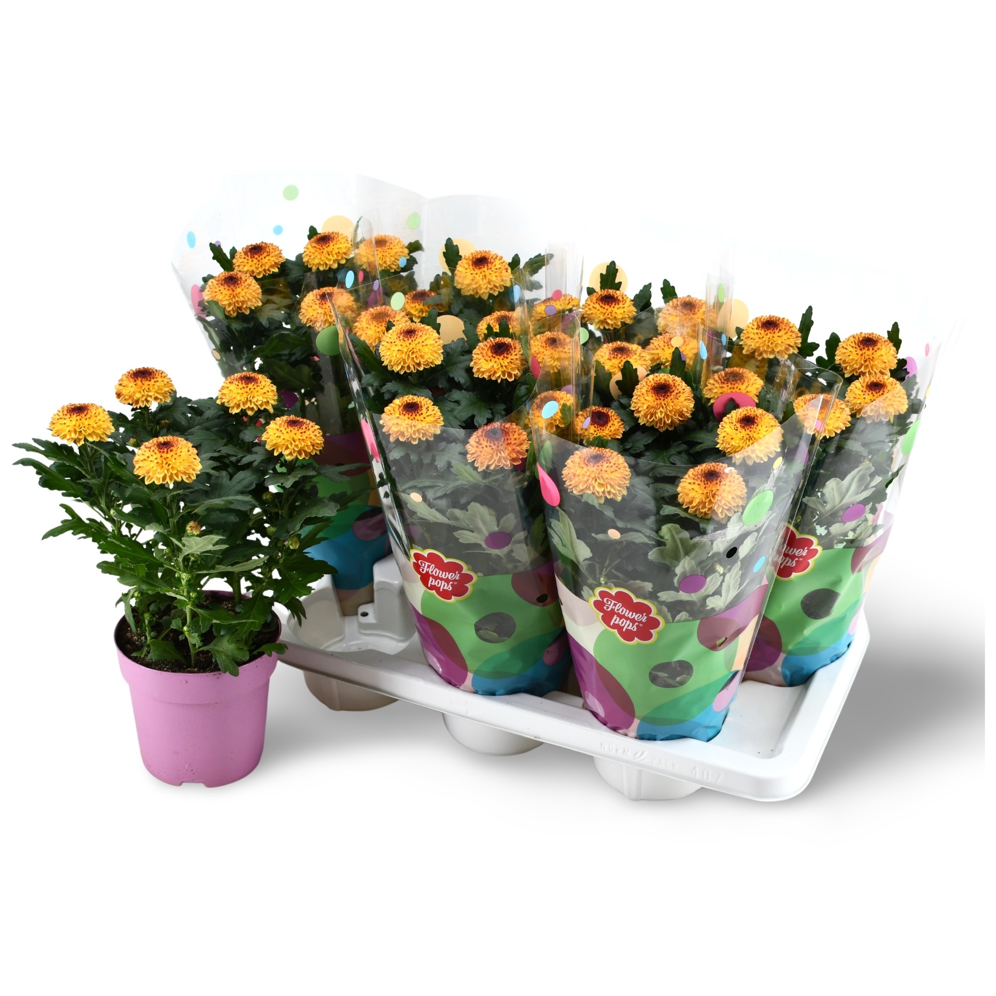 Flowerpops Abbey Flame, D 14 cm