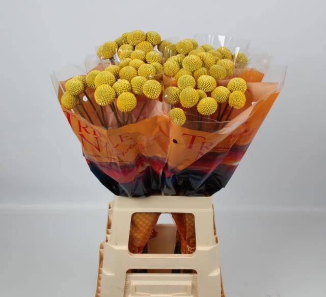 Краспедия Пейнтбол Джумбо 70, шт.