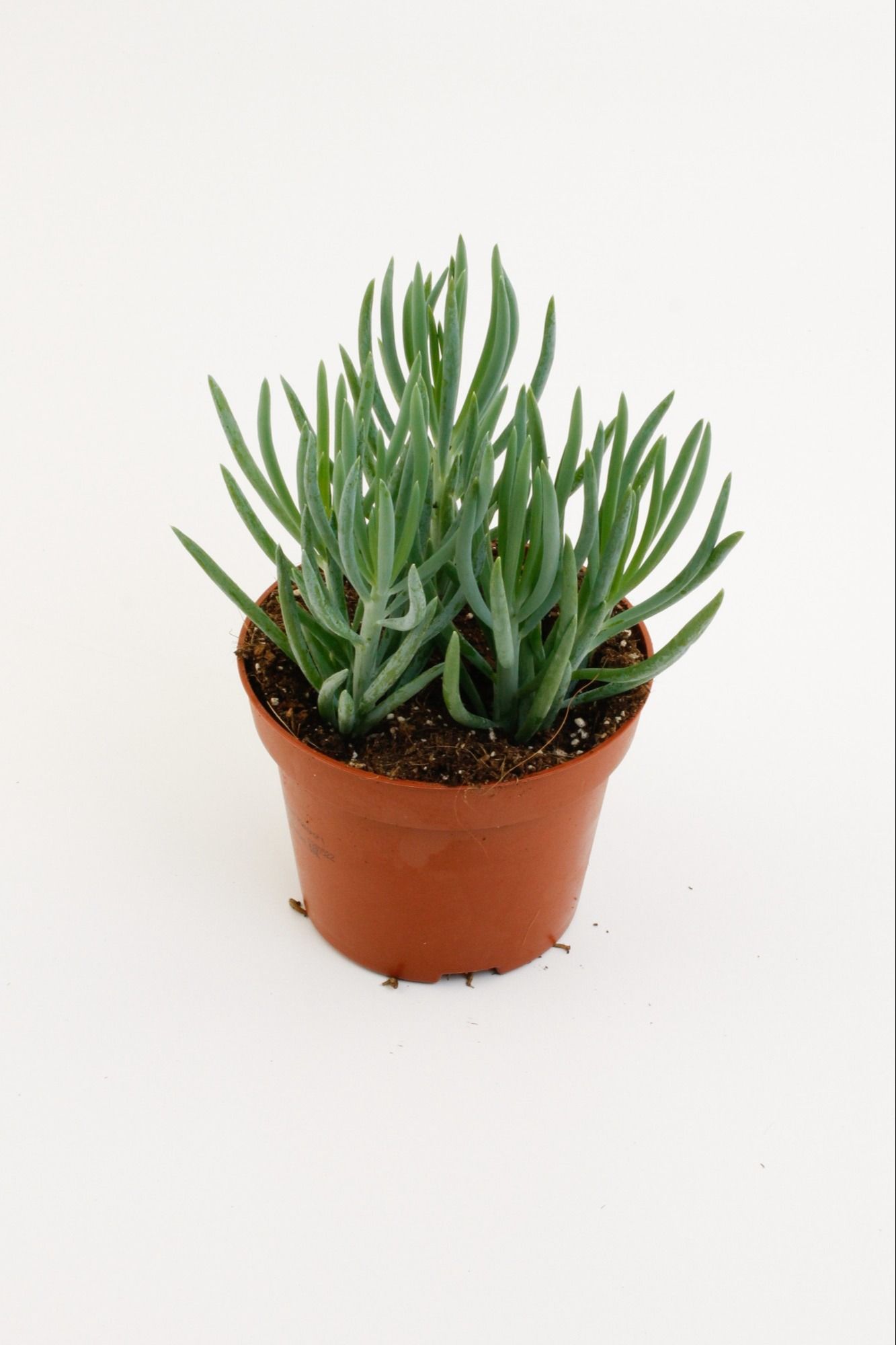 Senecio Blue, D 10,5