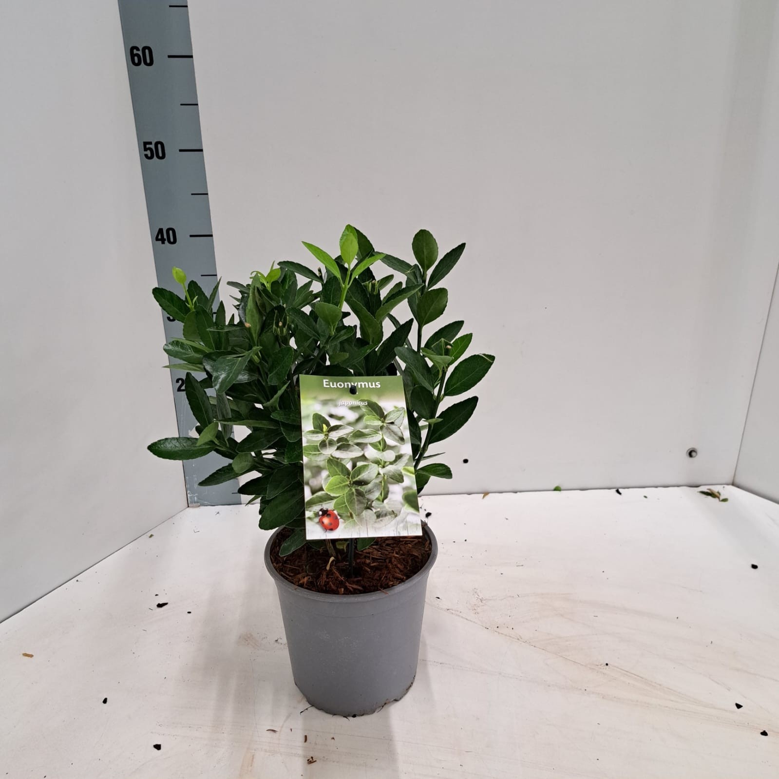 Euonymus japonicus, D 17