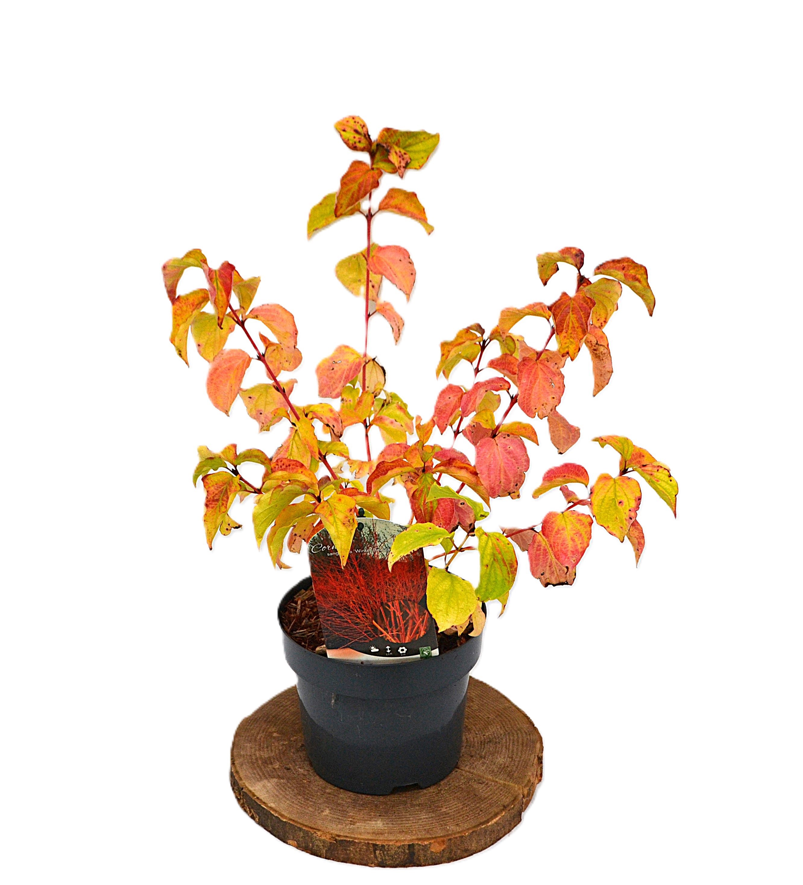 Cornus sang. Winter Beauty C3, D 19