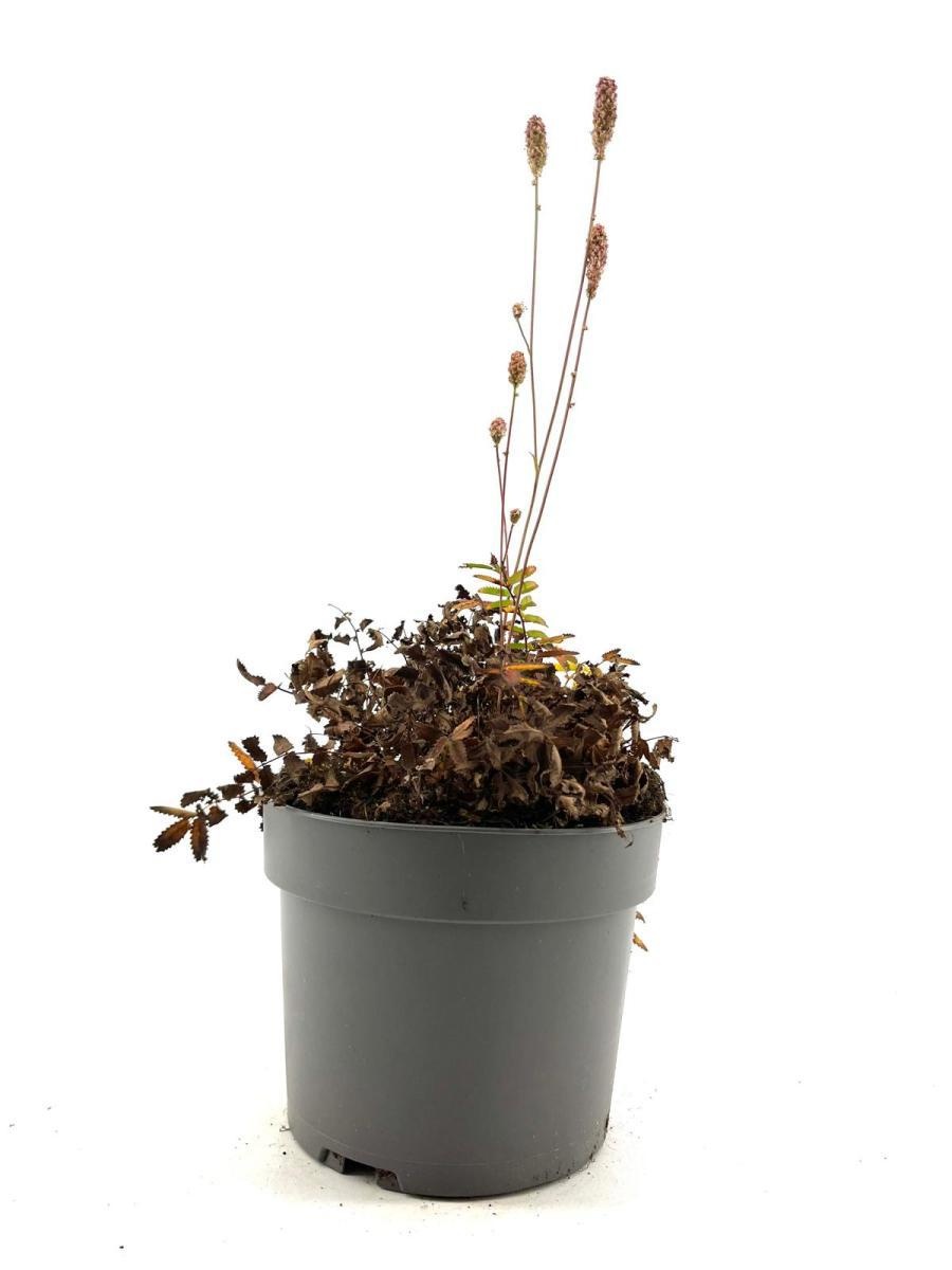 Sanguisorba o. 'Pink Tanna', D 17