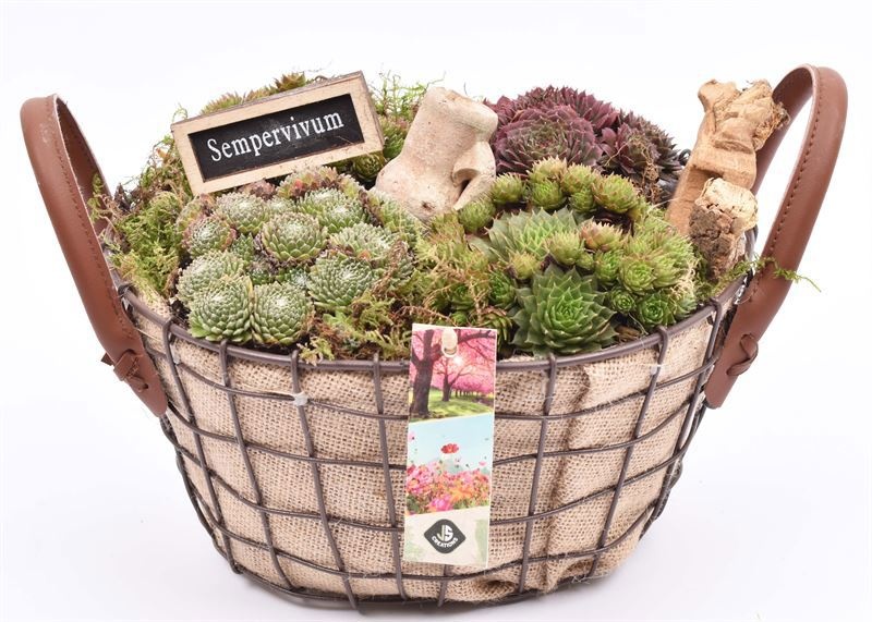 Gaasmand met jute 21x15.5cm, D 21